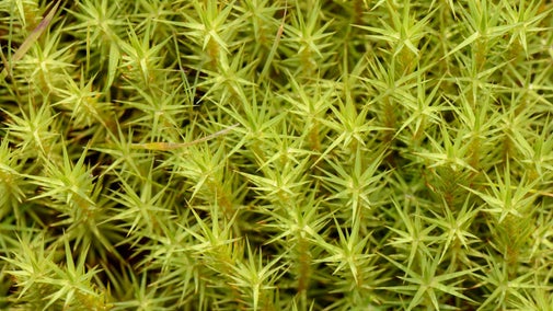 Green Moss
